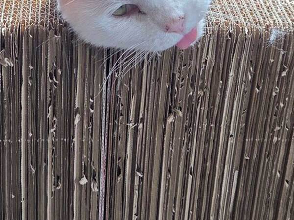 「声出して笑った」「クセ凄いな！」　猫の甘えた表情が…？