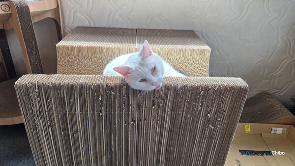 「声出して笑った」「クセ凄いな！」　猫の甘えた表情が…？