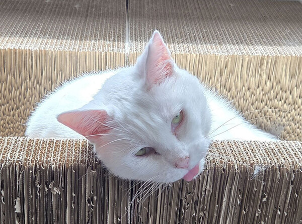 「声出して笑った」「クセ凄いな！」　猫の甘えた表情が…？