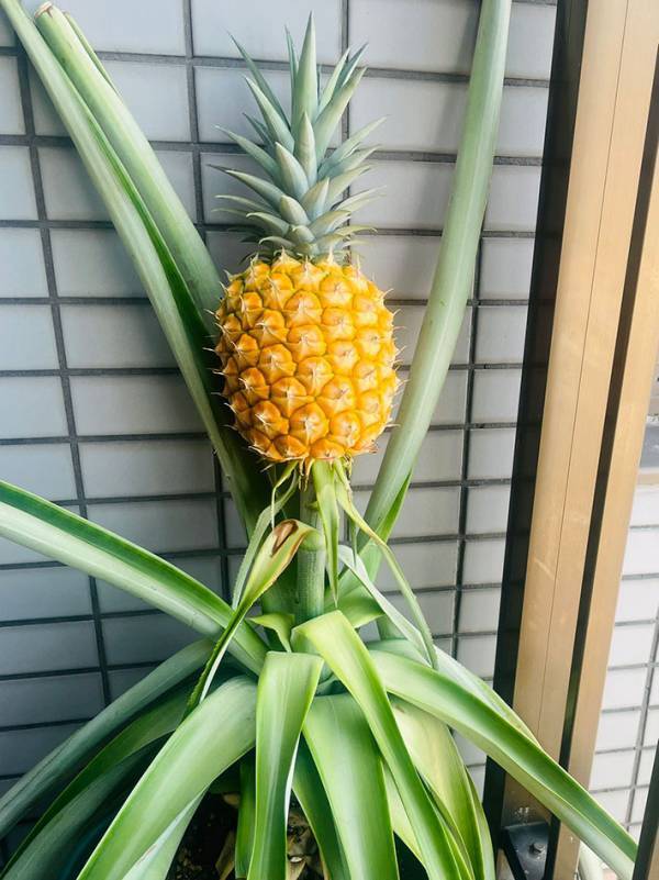 「すごすぎて笑った」「何度見ても美しい」　ベランダで育てた『もの』に、２２万人が称賛