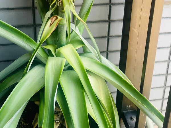 「すごすぎて笑った」「何度見ても美しい」　ベランダで育てた『もの』に、２２万人が称賛