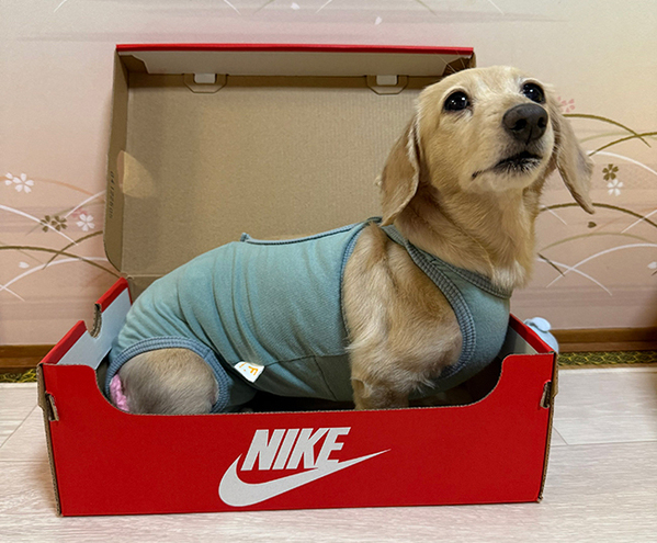 ダックスが『NIKE』のシューズケースに入ると？　とらえた１枚に「分かりやすい！」