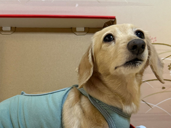 ダックスが『NIKE』のシューズケースに入ると？　とらえた１枚に「分かりやすい！」