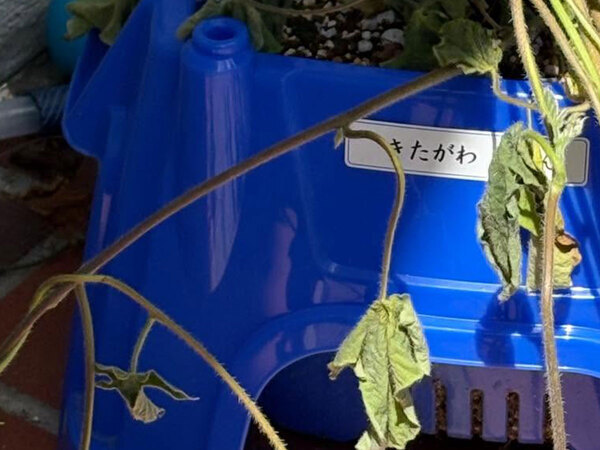 小１息子のアサガオ　夏休みが始まったばかりだが…「笑った」「いきなりハードモードすぎる」