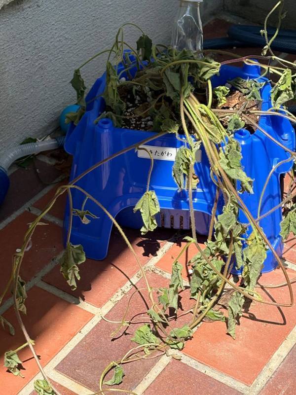 小１息子のアサガオ　夏休みが始まったばかりだが…「笑った」「いきなりハードモードすぎる」