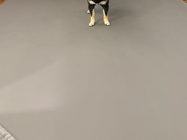 写真スタジオに来た柴犬　撮影が始まる前に？「プロのモデルじゃん」「さすがすぎる」