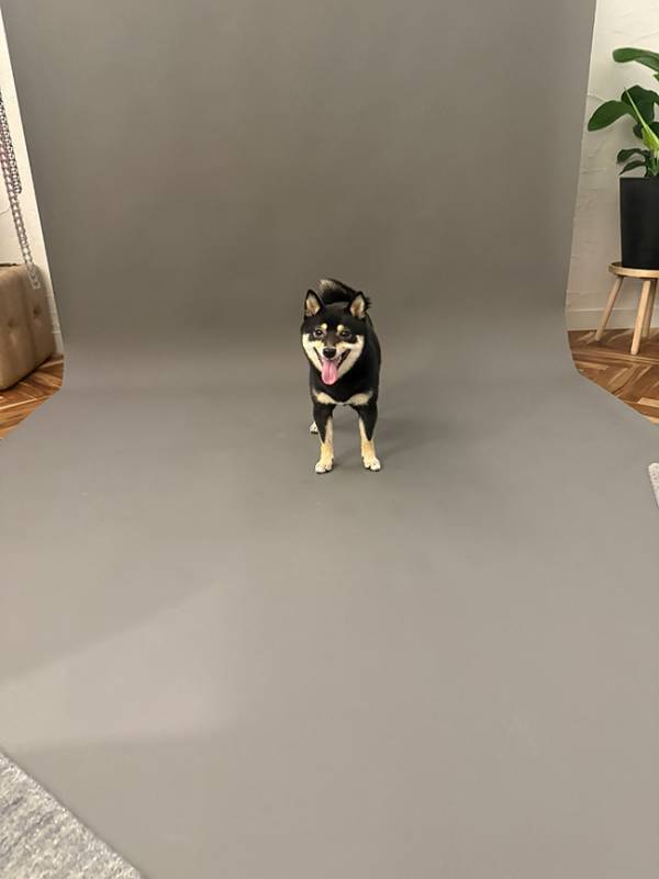 写真スタジオに来た柴犬　撮影が始まる前に？「プロのモデルじゃん」「さすがすぎる」