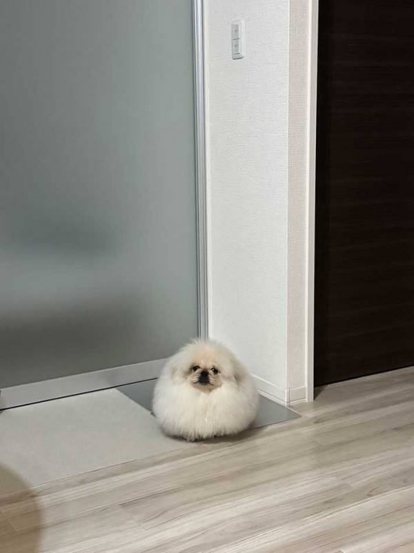 飼い主「本日のおにぎり」　カメラに収めた姿が…「食べちゃいたい」