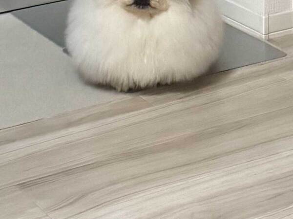 飼い主「本日のおにぎり」　カメラに収めた姿が…「食べちゃいたい」