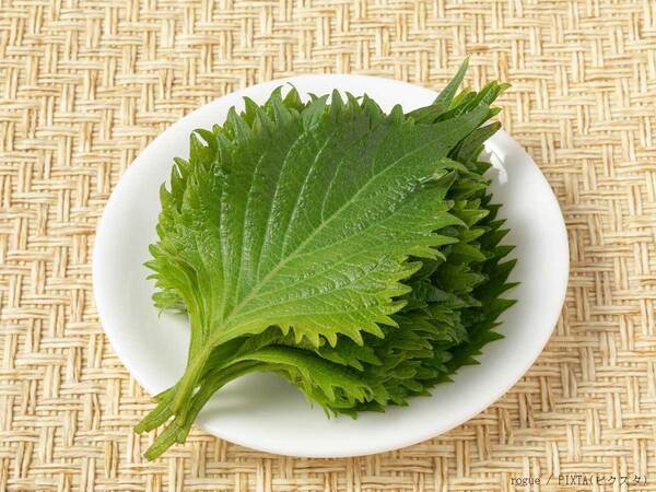 大葉30枚がすぐなくなる！？　JAの『おすすめレシピ』を夏に何度も試したい