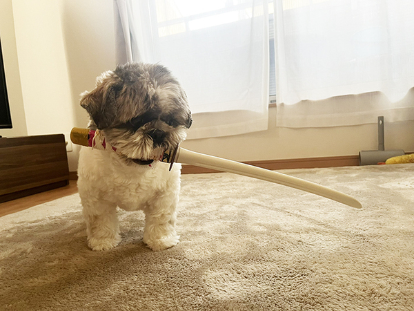 飼い主「何度言ったら分かるの！」　犬の行動に「これはアウト」「すれ違ったら二度見するわ！」