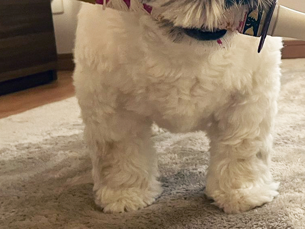 飼い主「何度言ったら分かるの！」　犬の行動に「これはアウト」「すれ違ったら二度見するわ！」