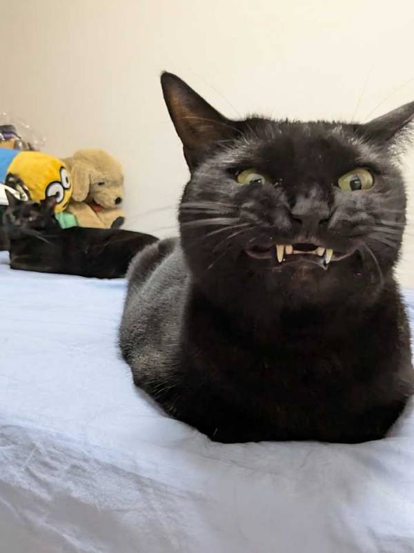 飼い主「同じ猫です」　変化が激しい2枚の写真に「笑った」「どちらもかわいい」