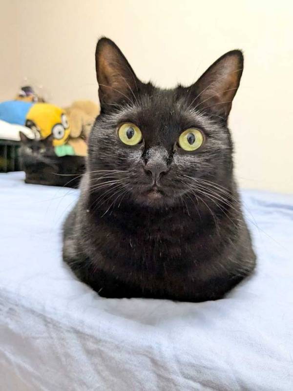 飼い主「同じ猫です」　変化が激しい2枚の写真に「笑った」「どちらもかわいい」