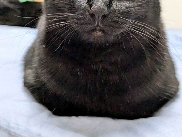 飼い主「同じ猫です」　変化が激しい2枚の写真に「笑った」「どちらもかわいい」