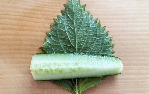 巻いて漬けるだけ！　大葉香るやみつきキュウリ漬けに「夏の定番確定」