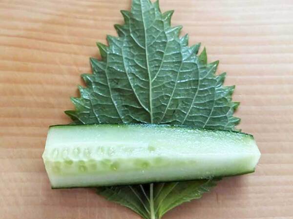 巻いて漬けるだけ！　大葉香るやみつきキュウリ漬けに「夏の定番確定」