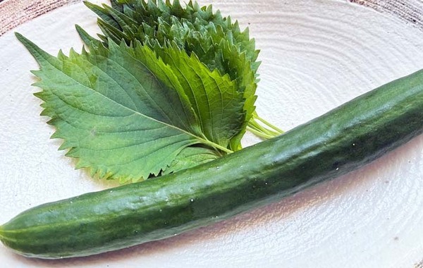 巻いて漬けるだけ！　大葉香るやみつきキュウリ漬けに「夏の定番確定」