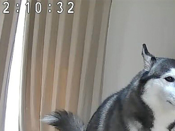 飼い主「あぁー！」　外出中にペットカメラを見ると？「覚悟を決めた顔で笑った」「それはあかん」