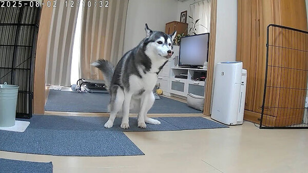 飼い主「あぁー！」　外出中にペットカメラを見ると？「覚悟を決めた顔で笑った」「それはあかん」