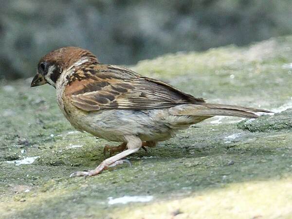 カマキリの『鎌』が炸裂！？　スズメとの『一戦』がこちら