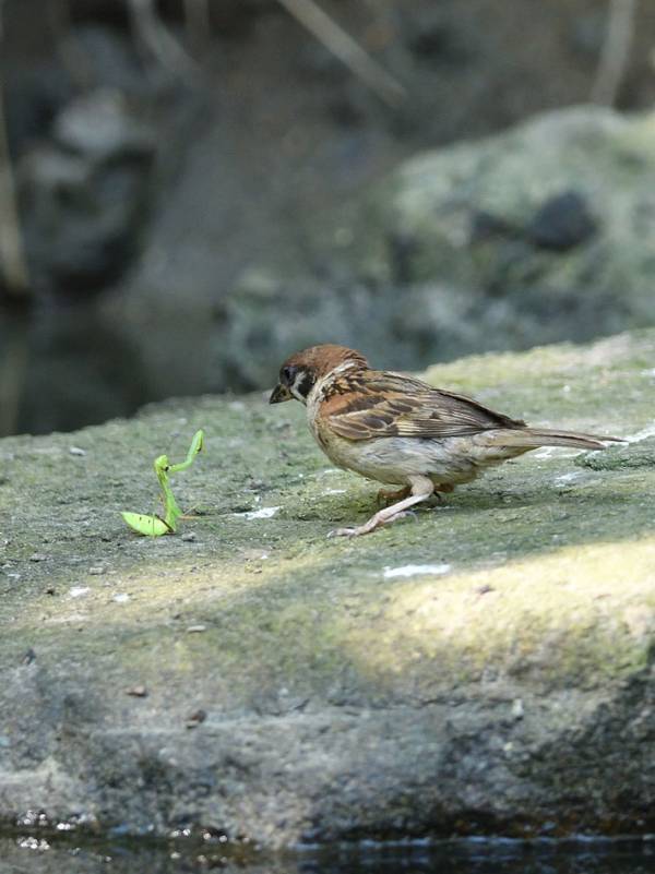 カマキリの『鎌』が炸裂！？　スズメとの『一戦』がこちら