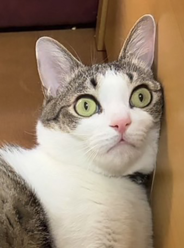 飼い主「どういう感情？」　猫の姿に「難易度高すぎだろ！」「何があったんだよ…」