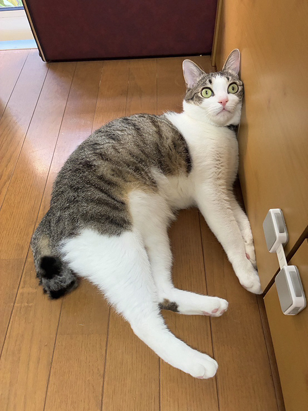 飼い主「どういう感情？」　猫の姿に「難易度高すぎだろ！」「何があったんだよ…」