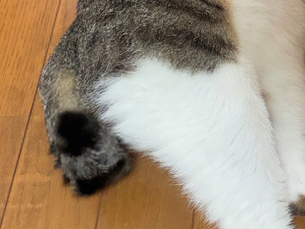 飼い主「どういう感情？」　猫の姿に「難易度高すぎだろ！」「何があったんだよ…」