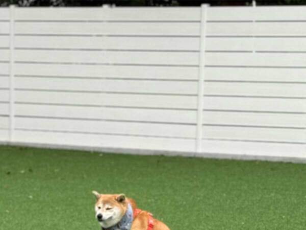 飼い主「ドッグランしない」　柴犬５匹に「笑った」「混ぜてほしい」