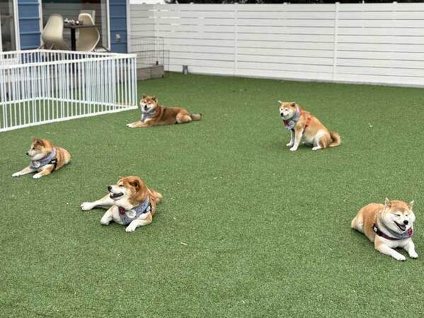 飼い主「ドッグランしない」　柴犬５匹に「笑った」「混ぜてほしい」