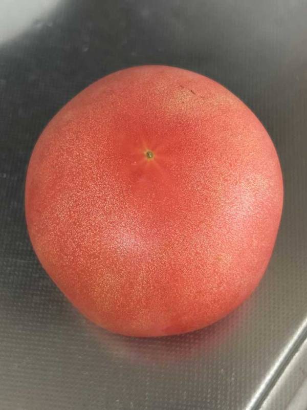 「パスタ作る」　できあがったものに「最高です」「なぜそうなった？」