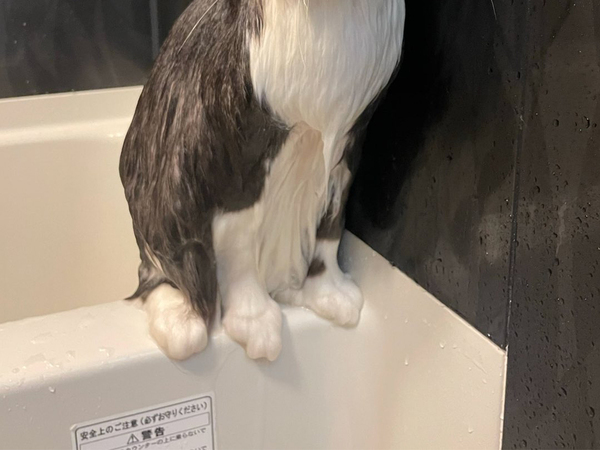 モフモフの北欧猫が数分後…　『別人級』の変わり様に「笑いこらえるのに必死」