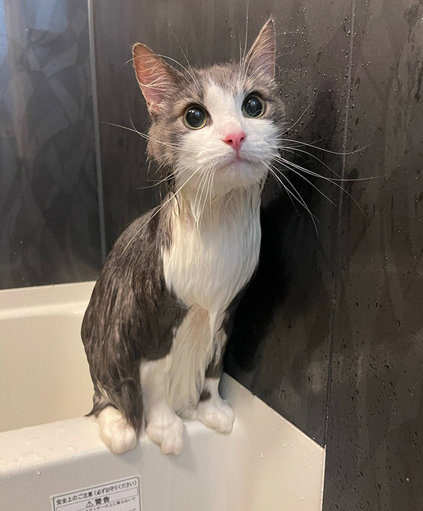 モフモフの北欧猫が数分後…　『別人級』の変わり様に「笑いこらえるのに必死」