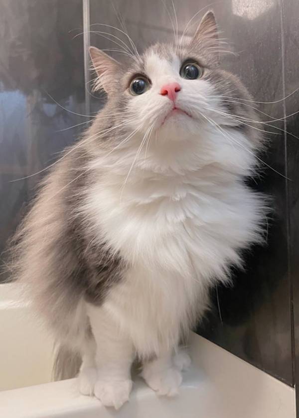 モフモフの北欧猫が数分後…　『別人級』の変わり様に「笑いこらえるのに必死」