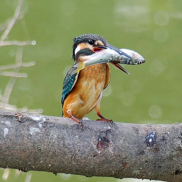 でっかい魚をくわえた野鳥が…　その後の姿に「笑った」「そりゃそうなるわ」