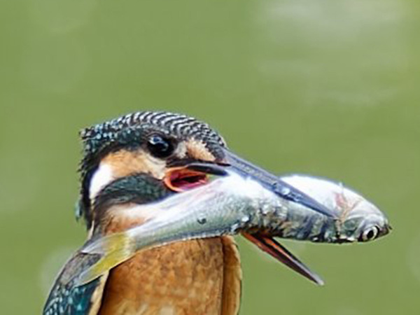 でっかい魚をくわえた野鳥が…　その後の姿に「笑った」「そりゃそうなるわ」