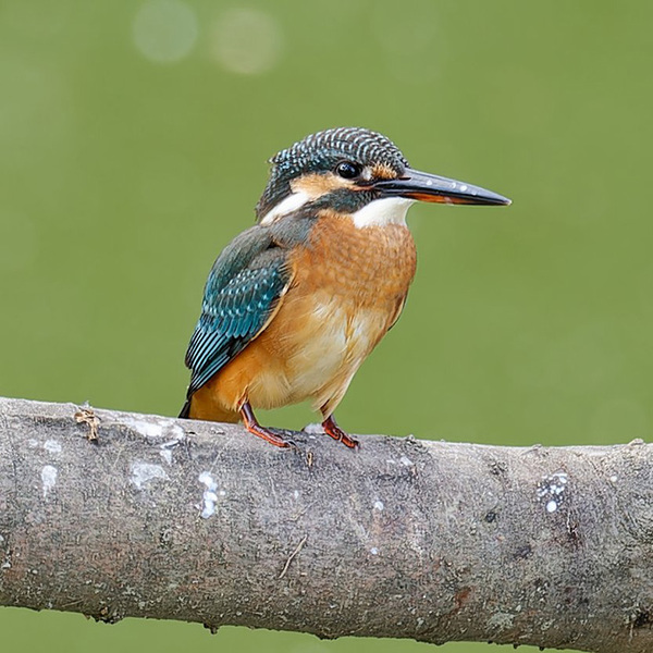 でっかい魚をくわえた野鳥が…　その後の姿に「笑った」「そりゃそうなるわ」