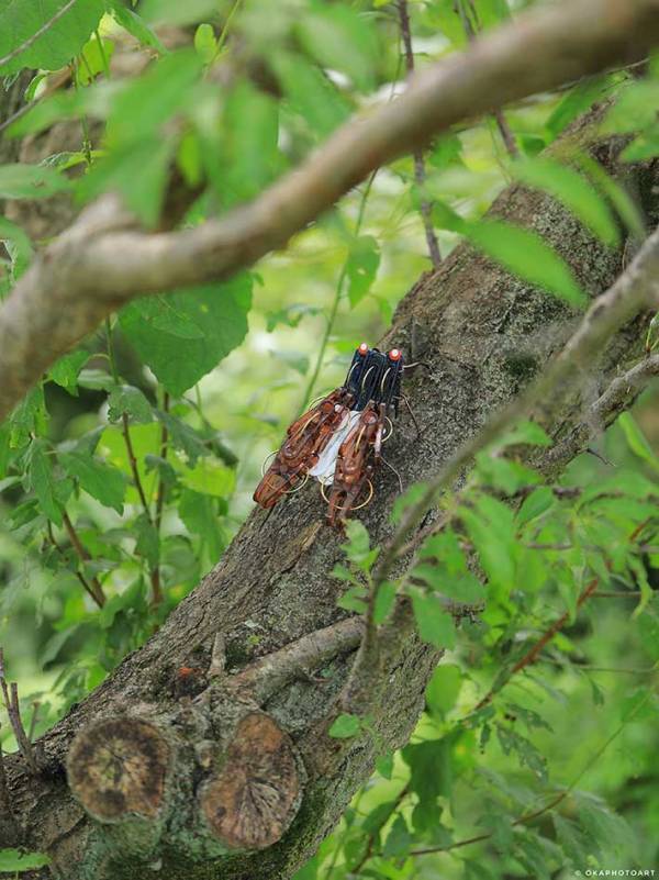 洗濯バサミを使って…　完成したまさかの作品に「マジかよ！」