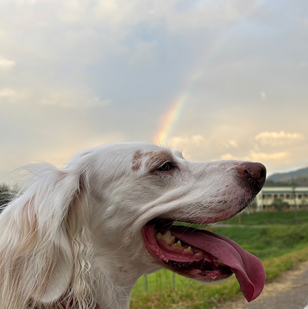 思わず拝みたくなる？　早朝5時に散歩中の犬、頭の上には？