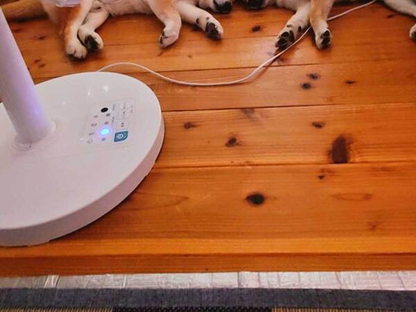 エアコン＆扇風機の前で快適な柴犬　2匹の様子に「笑った」「もう動けないワン」