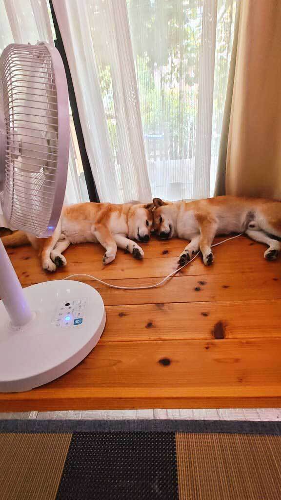 エアコン＆扇風機の前で快適な柴犬　2匹の様子に「笑った」「もう動けないワン」