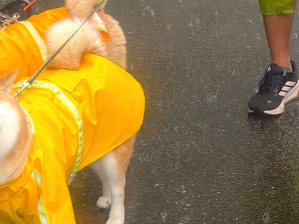 「なんでこんなに嬉しそうなの！」　大雨の日、散歩に出かけた柴犬たちが…