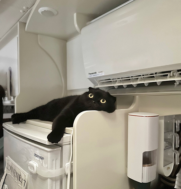 エアコン直下で快適にくつろぐ猫　表情に「猫史上一番好きな顔」「魂どこいった」