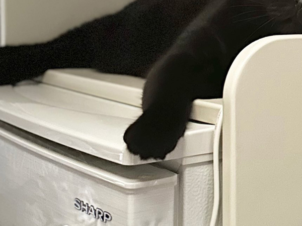 エアコン直下で快適にくつろぐ猫　表情に「猫史上一番好きな顔」「魂どこいった」