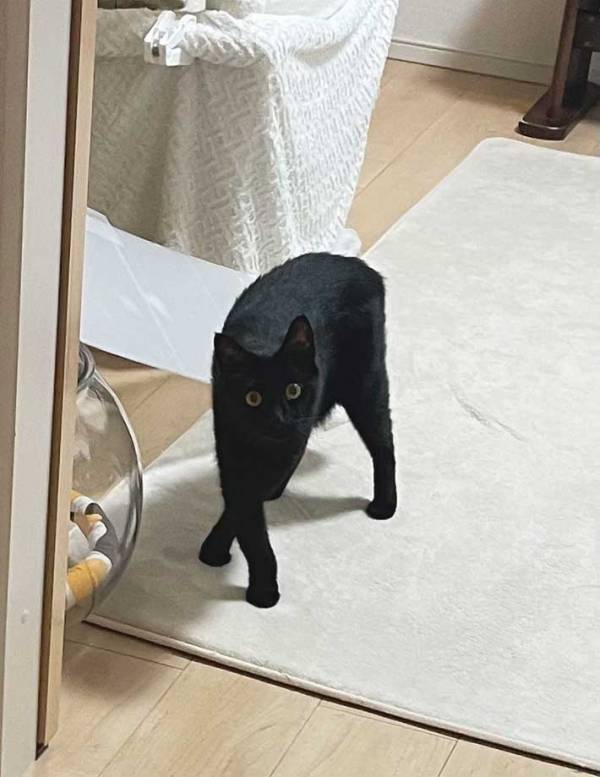 人間では考えられない…　猫の柔軟な体勢に「どうなってんの？」