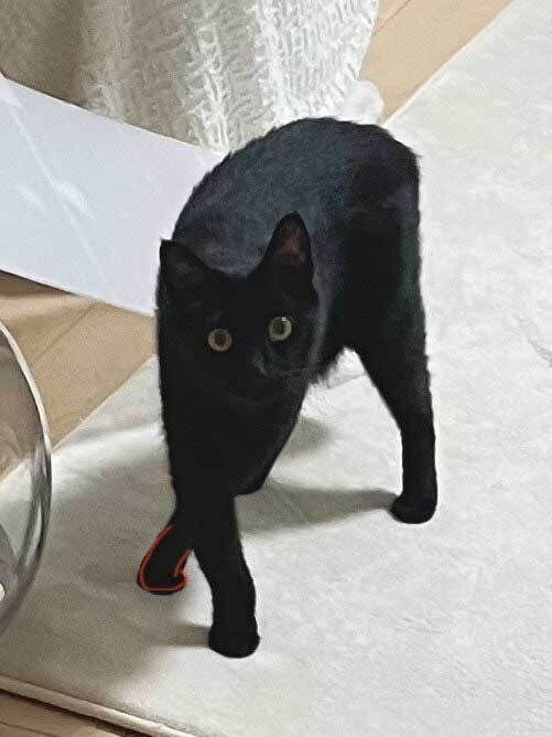 人間では考えられない…　猫の柔軟な体勢に「どうなってんの？」