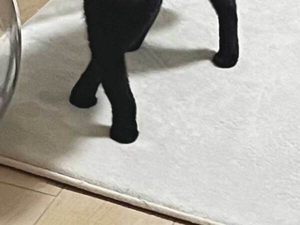 人間では考えられない…　猫の柔軟な体勢に「どうなってんの？」