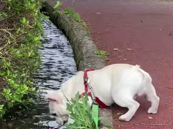 川を流れてきたのは…　犬の行動に「癒しをありがとう」「心が浄化される」