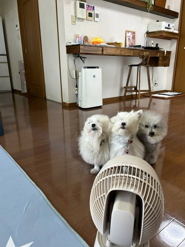 サーキュレーターの風を真正面から受ける3匹　そのうち1匹の顔が？「思わず吹き出した」